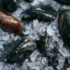 Fresh mussels with dark shells are displayed on a bed of ice.