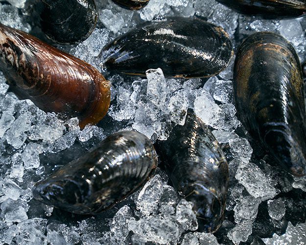 Fresh mussels with dark shells are displayed on a bed of ice.