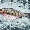 A whole striped fish lies on a bed of crushed ice, its mouth slightly open and its scales visible.