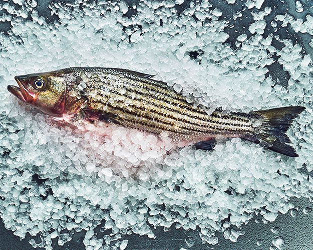 A whole striped fish lies on a bed of crushed ice, its mouth slightly open and its scales visible.